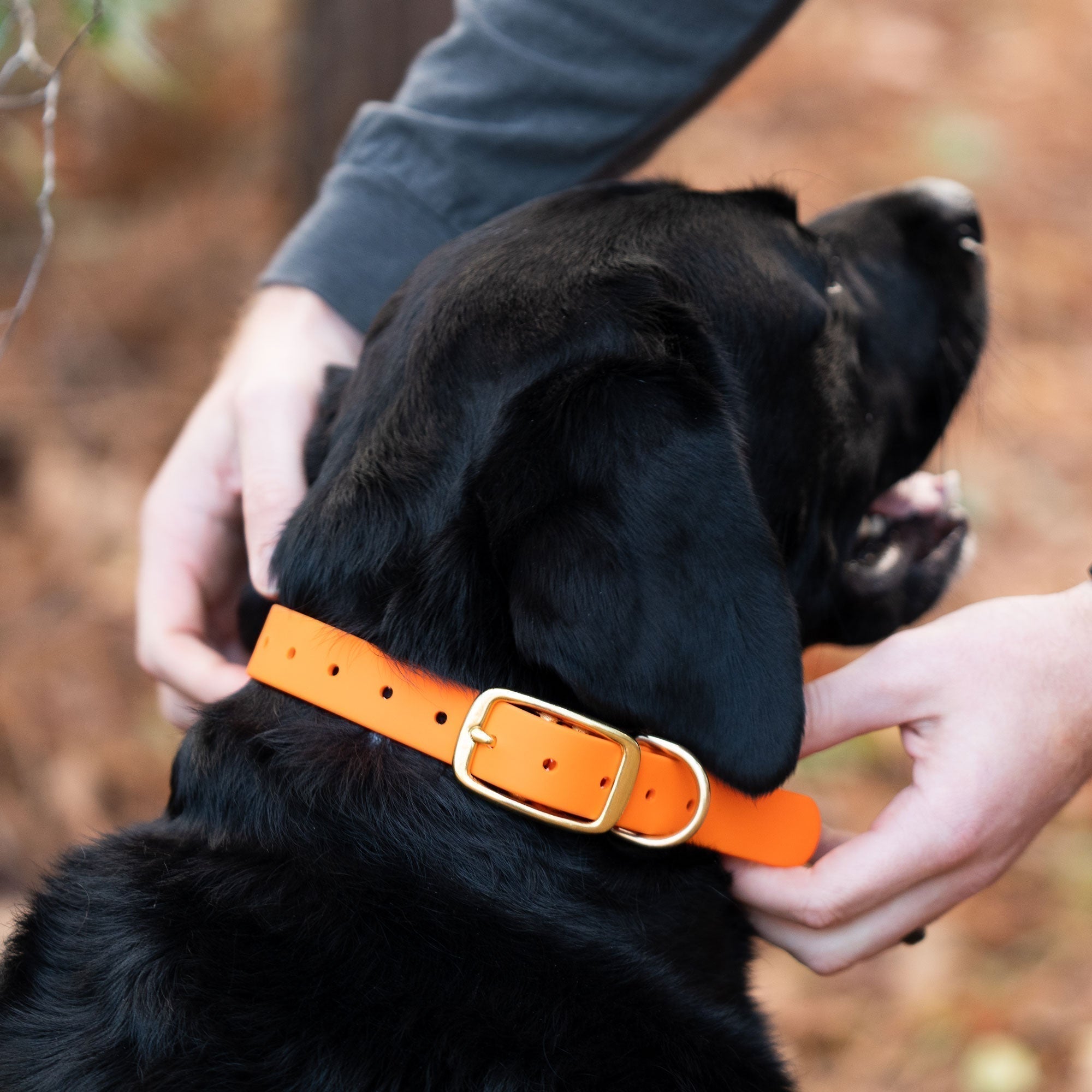 Good Boy - Dog Collar - Old South Apparel