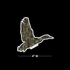 Duck Wings with Thicket Camo - Decal - Old South Apparel
