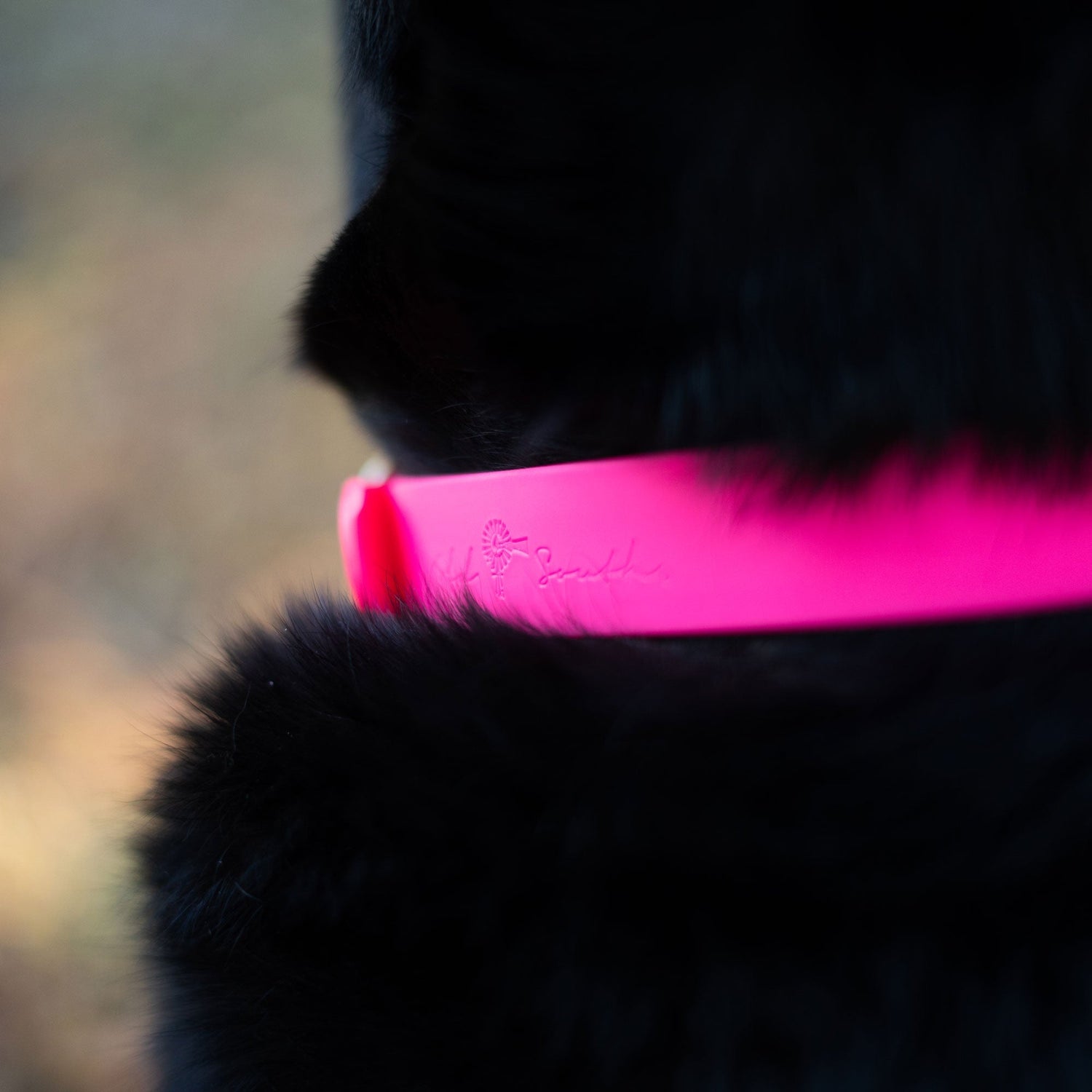 OldSouthApparel_Good Boy - Dog Collar