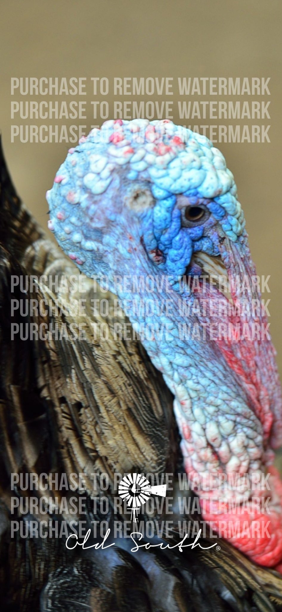OldSouthApparel_Turkey - Digital Phone Downloadable Wallpaper